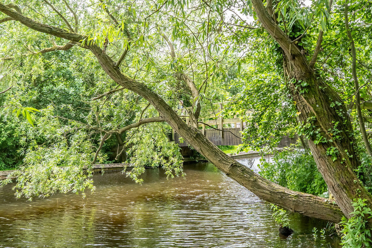 TREES BY RIVER IN FOREST