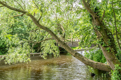 Scenic view of river amidst trees in forest