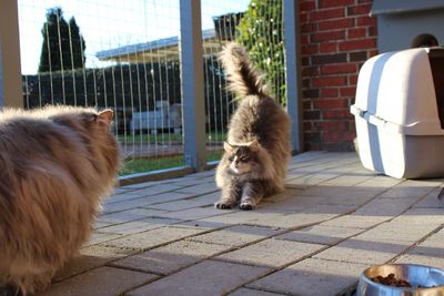 Dog with cat on footpath