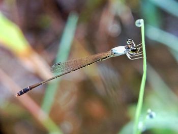 Close-up of dragonfly on plant