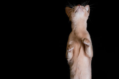 Close-up of cat against black background