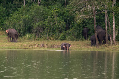 Horses in a lake