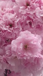 Close-up of pink flower