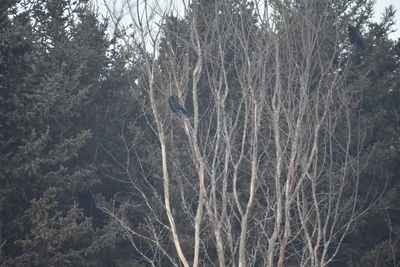 Full frame shot of bare trees in forest