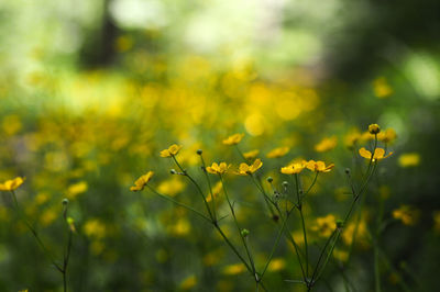 Close-up of yellow flowers against blurred background