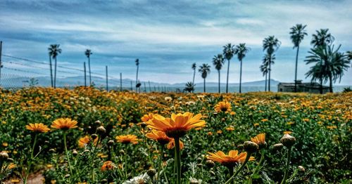 View of flowering plants on field against sky