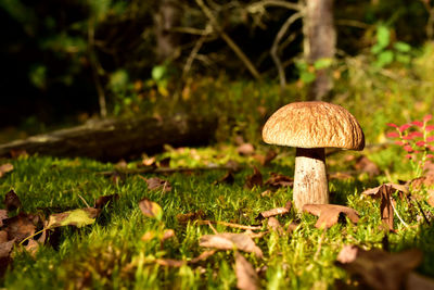 Close-up of mushroom on field