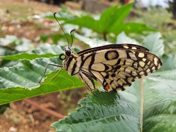 Close-up of butterfly on leaf