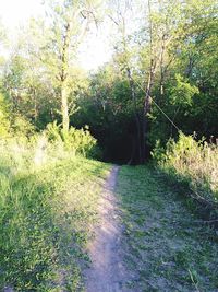 Footpath in forest