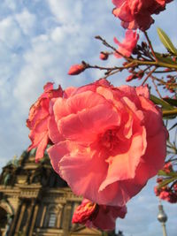 Close-up of flowers blooming against sky