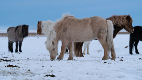 Iceland horse, equus caballus, traditional horse from the icelandic island