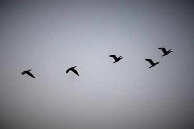 Low angle view of birds flying in sky