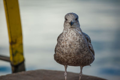 Close-up of bird perching on water