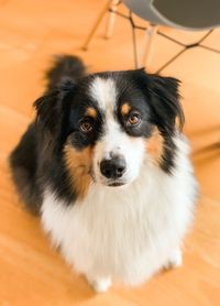 Close-up portrait of cute dog on floor