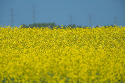 Scenic view of oilseed rape field