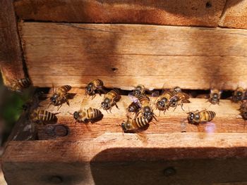 Close-up of bees on wood