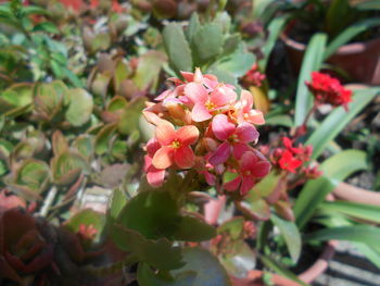 Close-up of pink flowers