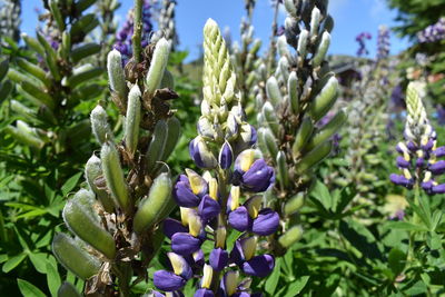 Close-up of purple flowering plants