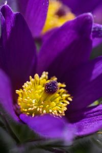 Close-up of purple crocus flower