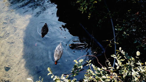 Reflection of trees in water