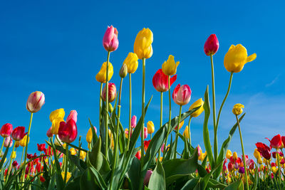 Low angle view of red tulips against blue sky