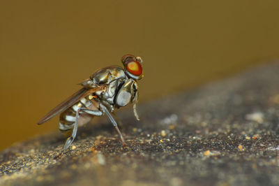 Close-up of fly