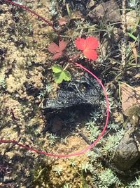 High angle view of red flowering plant on rock