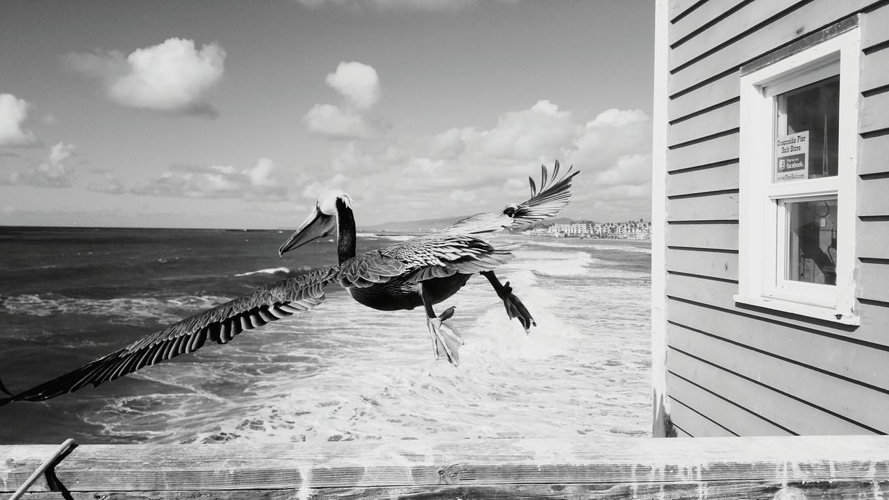 Pelican in flight