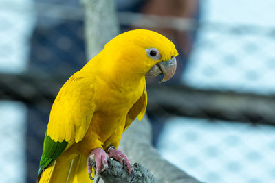 Close-up of parrot perching on yellow leaf