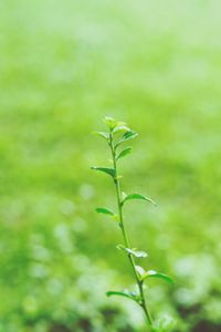 Close-up of fresh green plant