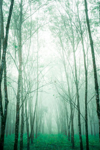 Trees in forest during foggy weather