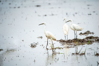 White birds on a lake