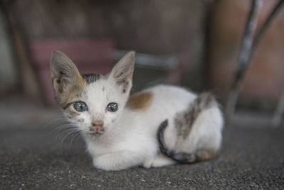 Portrait of kitten on street