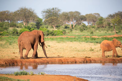 View of elephant in lake