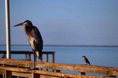 Gray heron perching on bird