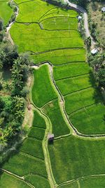 High angle view of agricultural field