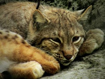 Portrait of cat relaxing outdoors