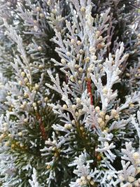 Full frame shot of pine tree during winter