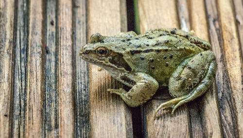 Close-up of a lizard on wood