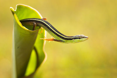 Close-up of a lizard