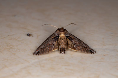 Close-up of insect on table