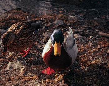 Mallard duck on field