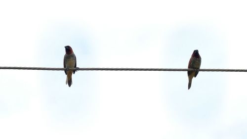 Low angle view of bird perching against clear sky