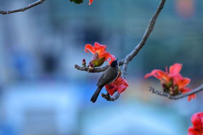 Close-up of red flowers against blurred background