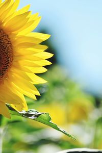 Close-up of yellow flower against blurred background