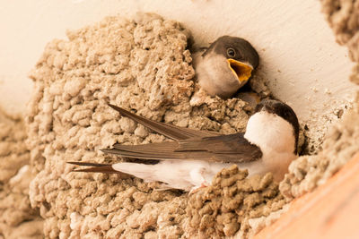 High angle view of birds in nest