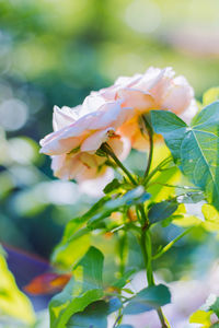 Close-up of white flowering plant