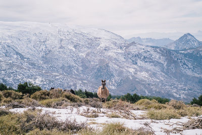 Horse standing on snow covered mountain against sky