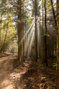 Trees in forest