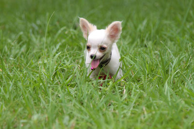 Portrait of a dog on field